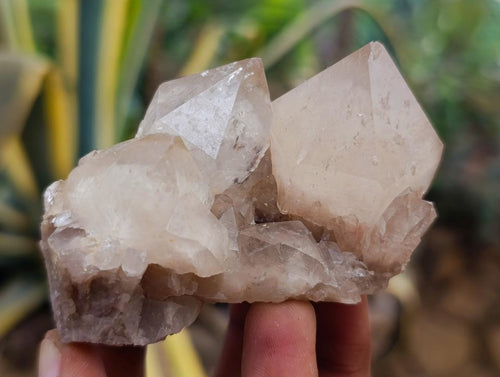 Natural Smokey Phantom Quartz Clusters x 6 From Luena, Congo