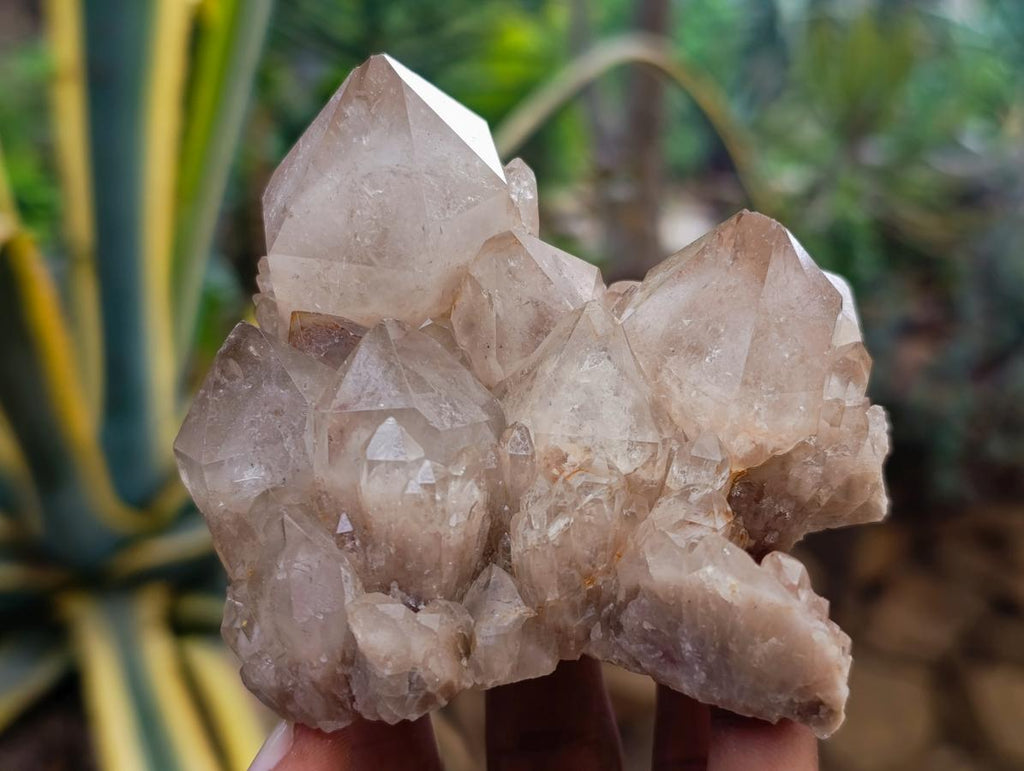 Natural Smokey Phantom Quartz Clusters x 6 From Luena, Congo