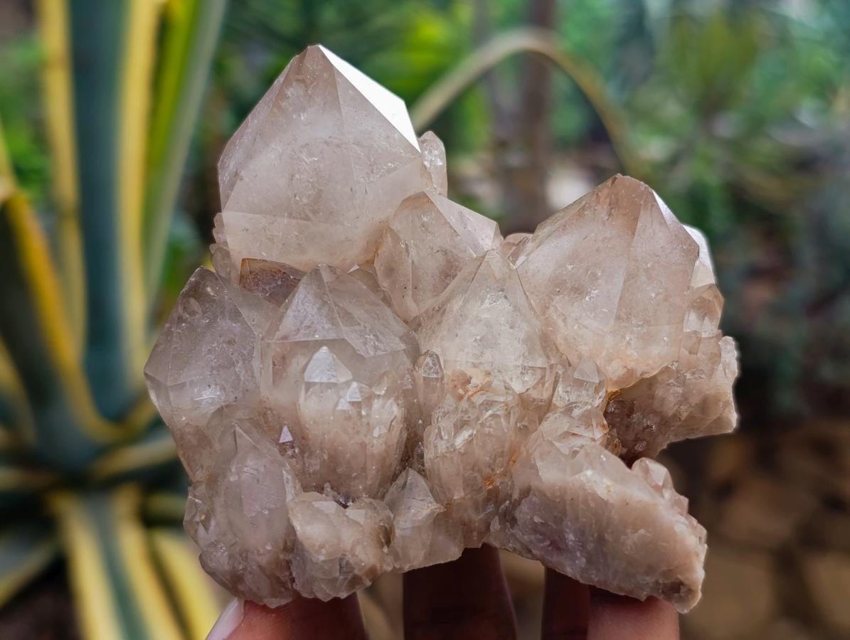 Natural Smokey Phantom Quartz Clusters x 6 From Luena, Congo