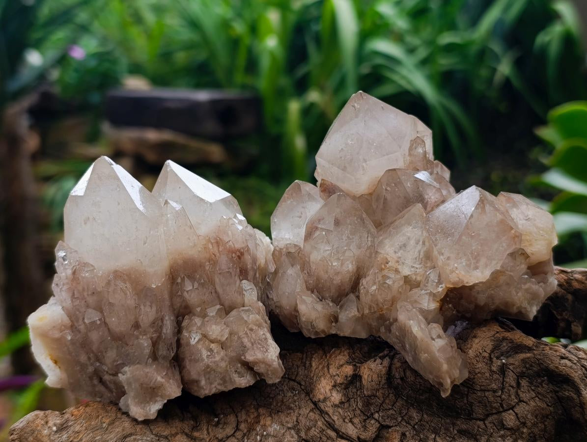 Natural Smokey Phantom Quartz Clusters x 6 From Luena, Congo