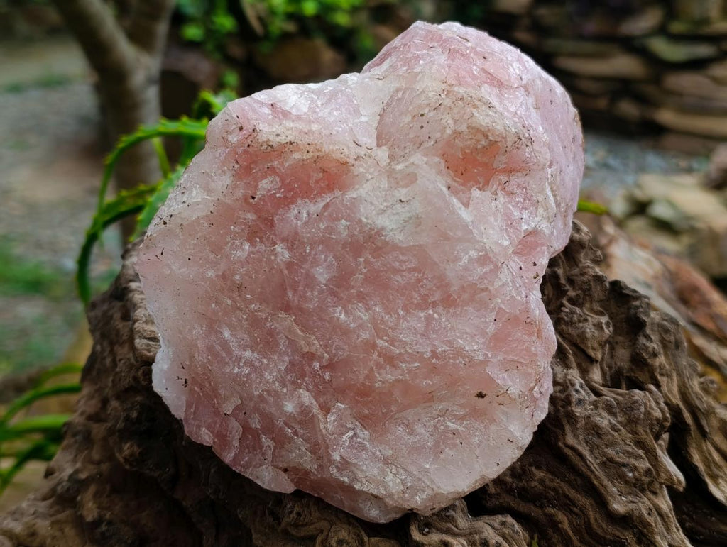Natural Cobbed Rose Quartz Specimens x 5 From Northern Cape, South Africa