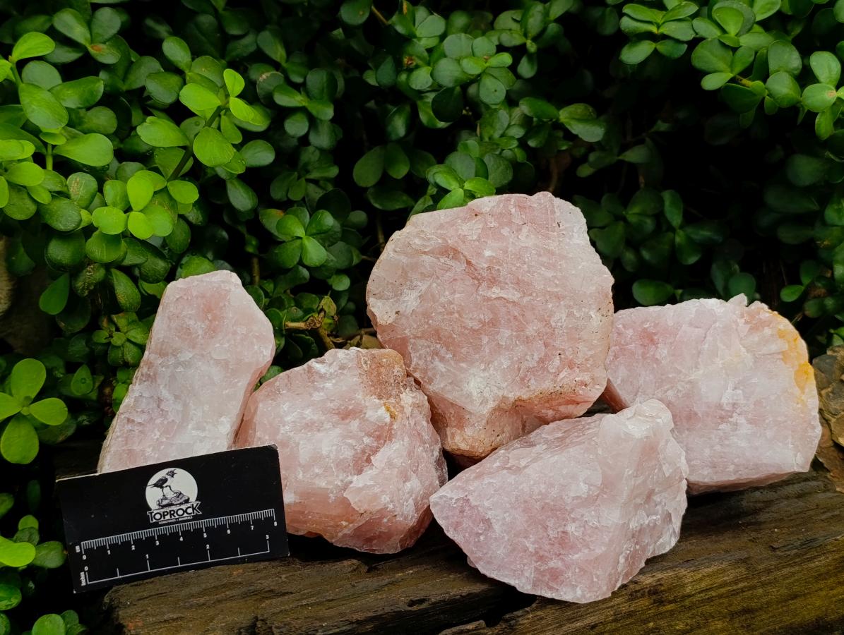 Natural Cobbed Rose Quartz Specimens x 5 From Northern Cape, South Africa