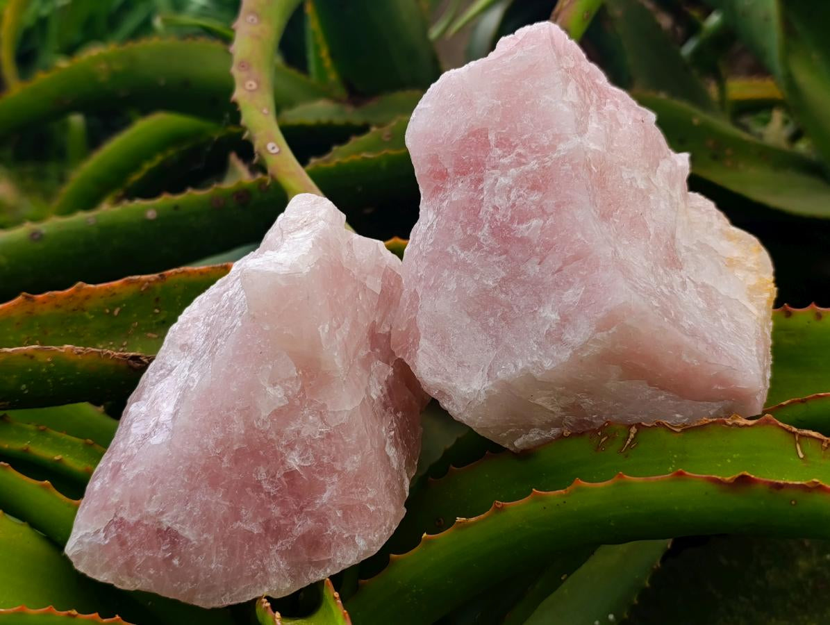 Natural Cobbed Rose Quartz Specimens x 5 From Northern Cape, South Africa