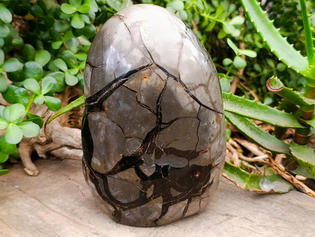 Polished Large Septerye Sauvage "Dragons Egg" Geode x 1 From Mahajanga, Madagascar