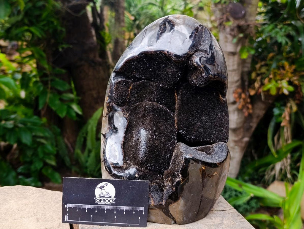 Polished Large Septerye Sauvage "Dragons Egg" Geode x 1 From Mahajanga, Madagascar