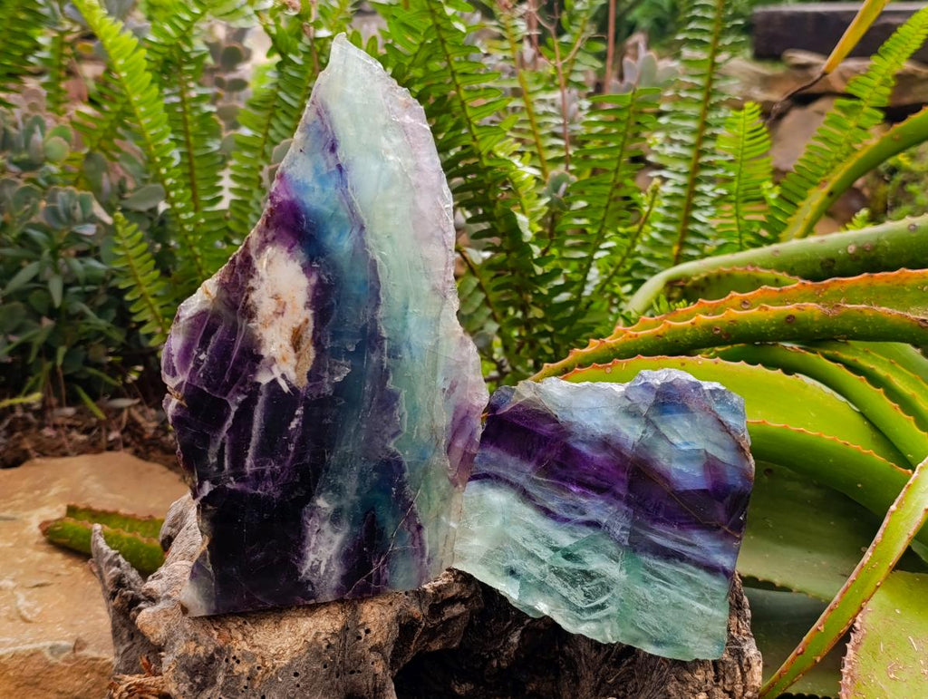 Polished Watermelon Fluorite Slices x 2 From Uis, Namibia
