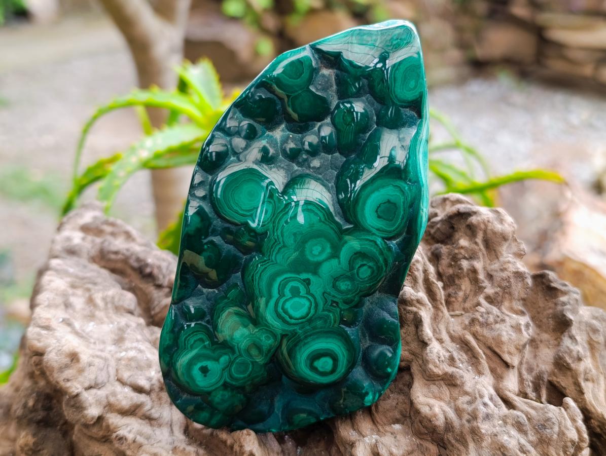 Polished Flower Banded Malachite Free Forms x 3 From Congo