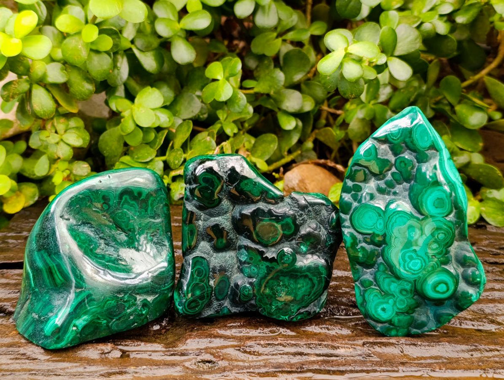 Polished Flower Banded Malachite Free Forms x 3 From Congo