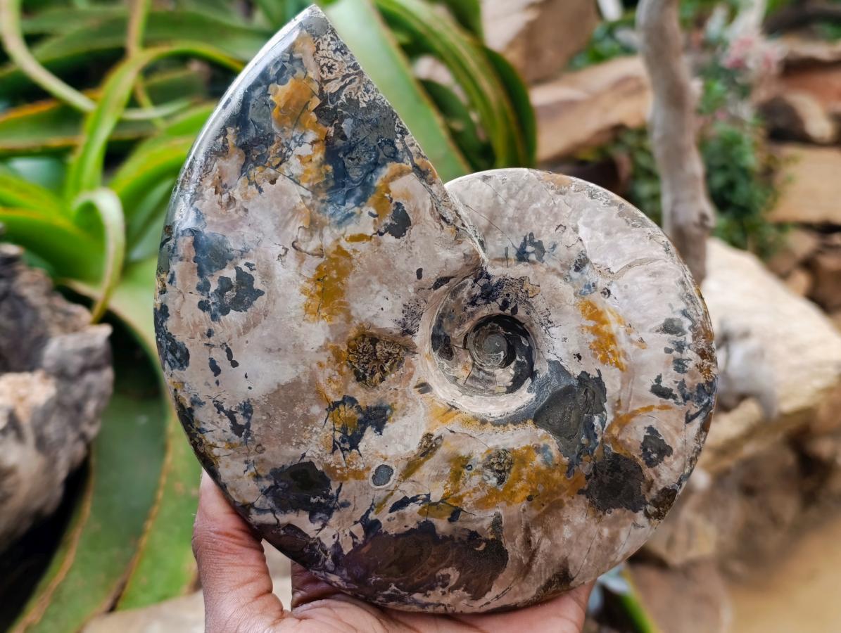 Polished Large Pyratised Ammonite Rams Horn x 1 From Madagascar