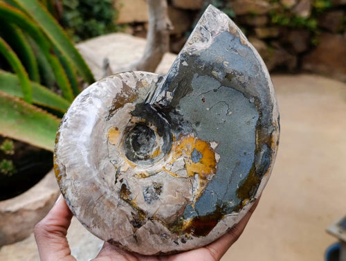 Polished Large Pyratised Ammonite Rams Horn x 1 From Madagascar