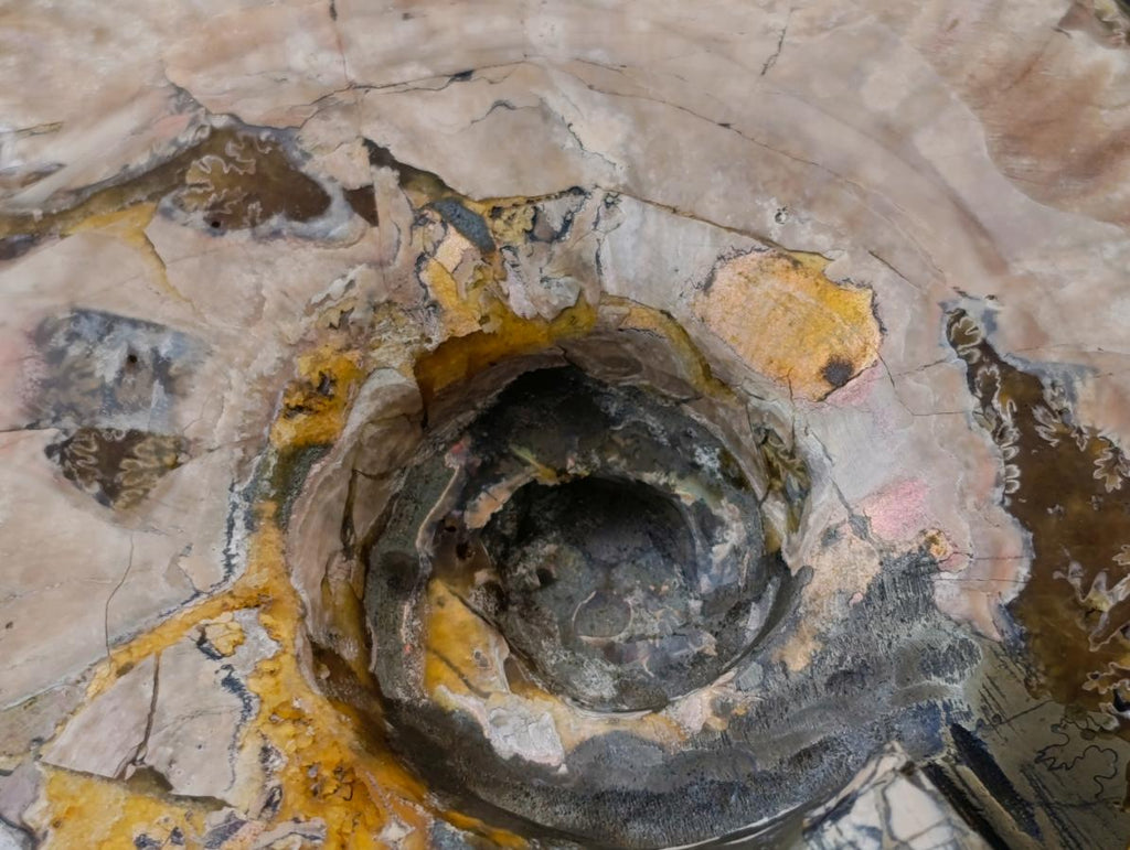 Polished Large Pyratised Ammonite Rams Horn x 1 From Madagascar