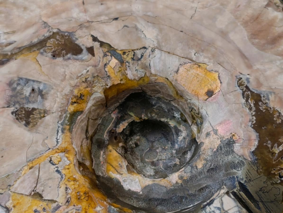 Polished Large Pyratised Ammonite Rams Horn x 1 From Madagascar