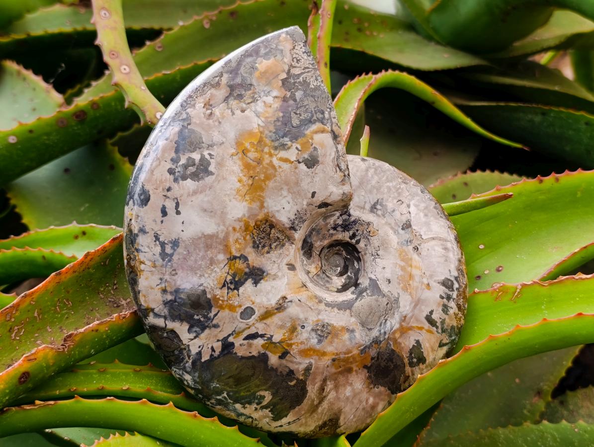 Polished Large Pyratised Ammonite Rams Horn x 1 From Madagascar