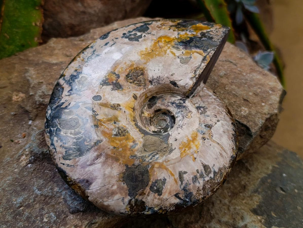 Polished Large Pyratised Ammonite Rams Horn x 1 From Madagascar