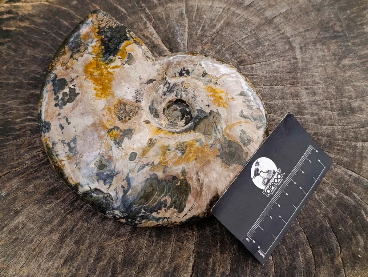 Polished Large Pyratised Ammonite Rams Horn x 1 From Madagascar