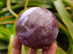 Polished Red Podocarpus Petrified Wood Spheres x 2 From Mahajanga, Madagascar