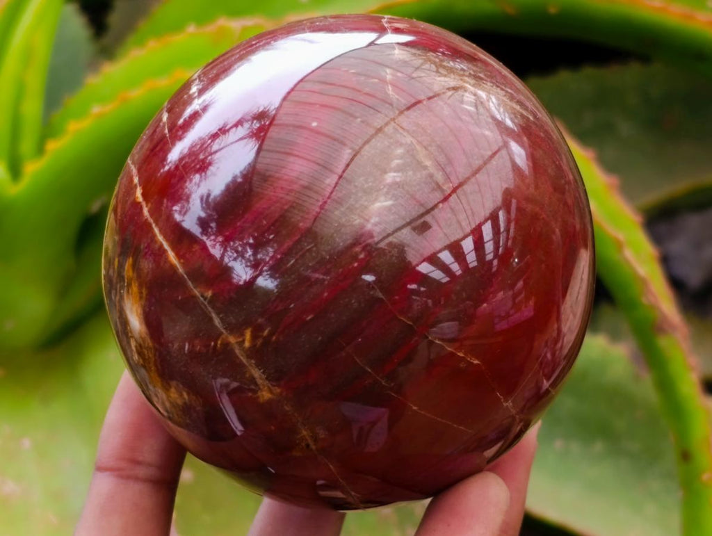 Polished Red Podocarpus Petrified Wood Spheres x 2 From Mahajanga, Madagascar