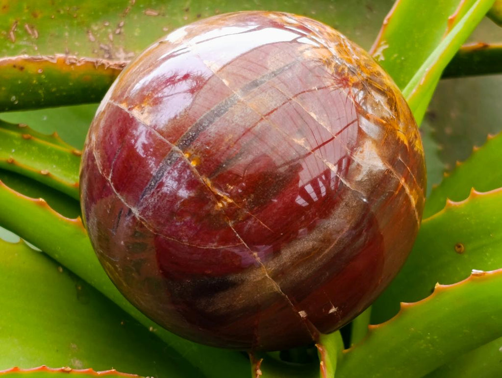 Polished Red Podocarpus Petrified Wood Spheres x 2 From Mahajanga, Madagascar