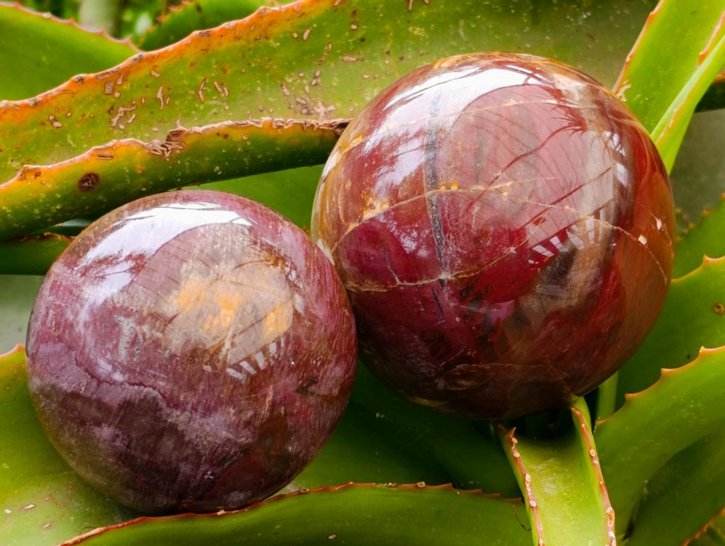 Polished Red Podocarpus Petrified Wood Spheres x 2 From Mahajanga, Madagascar
