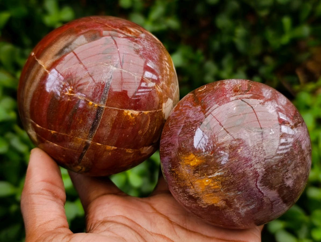 Polished Red Podocarpus Petrified Wood Spheres x 2 From Mahajanga, Madagascar