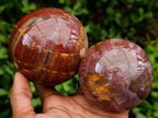 Polished Red Podocarpus Petrified Wood Spheres x 2 From Mahajanga, Madagascar
