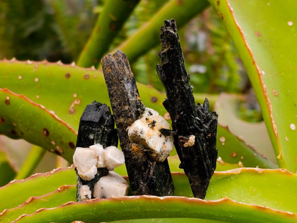 Natural Aegirine Single Crystals x 750g Lot From Zomba, Malawi