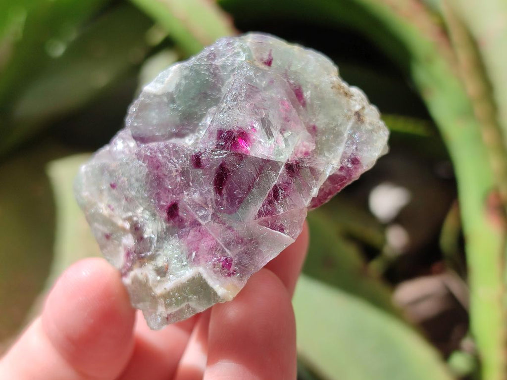 Natural Watermelon Fluorite Cobbed Specimens x 35 From Uis, Namibia