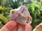 Natural Watermelon Fluorite Cobbed Specimens x 35 From Uis, Namibia