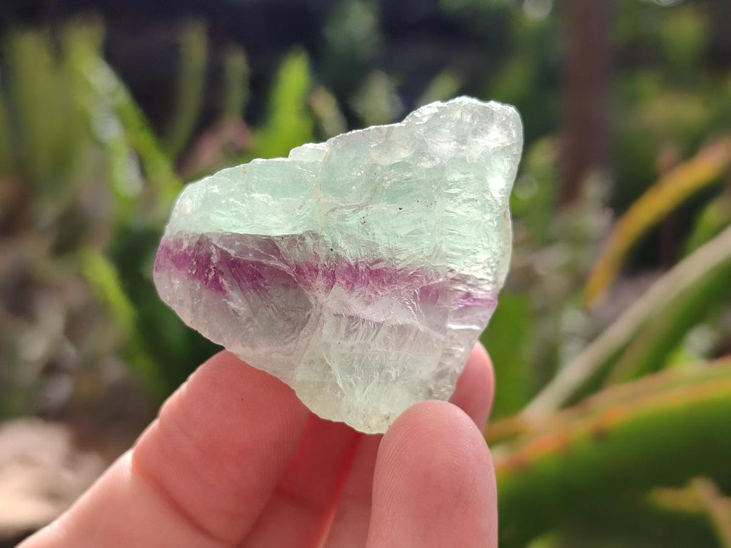 Natural Watermelon Fluorite Cobbed Specimens x 35 From Uis, Namibia