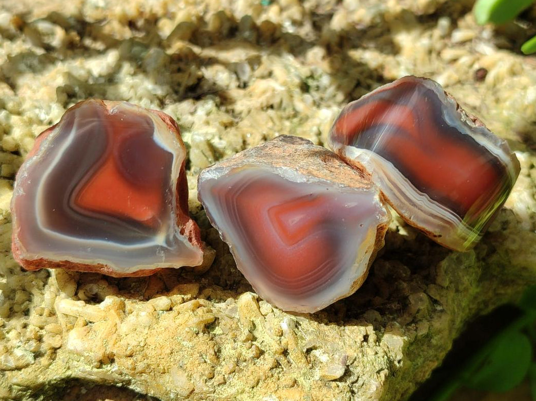PolishedOne Side Red Shashe River Agate Nodules x 35 From Shashe River, Zimbabwe