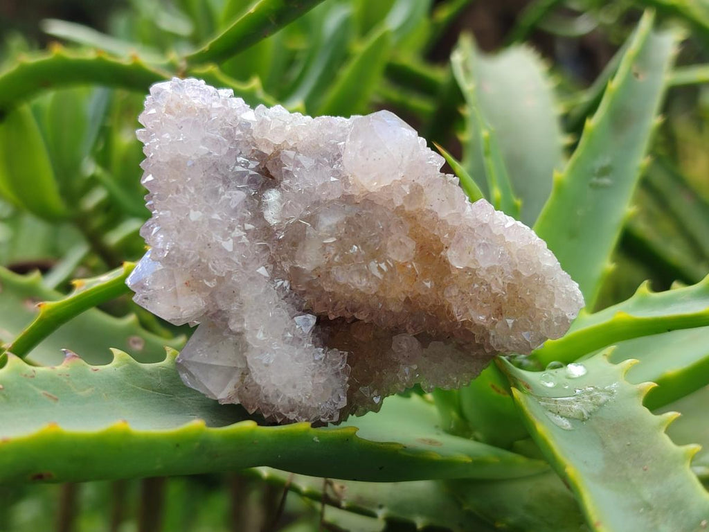 Natural Amethyst Spirit Clusters x 12 From Boekenhouthoek, South Africa