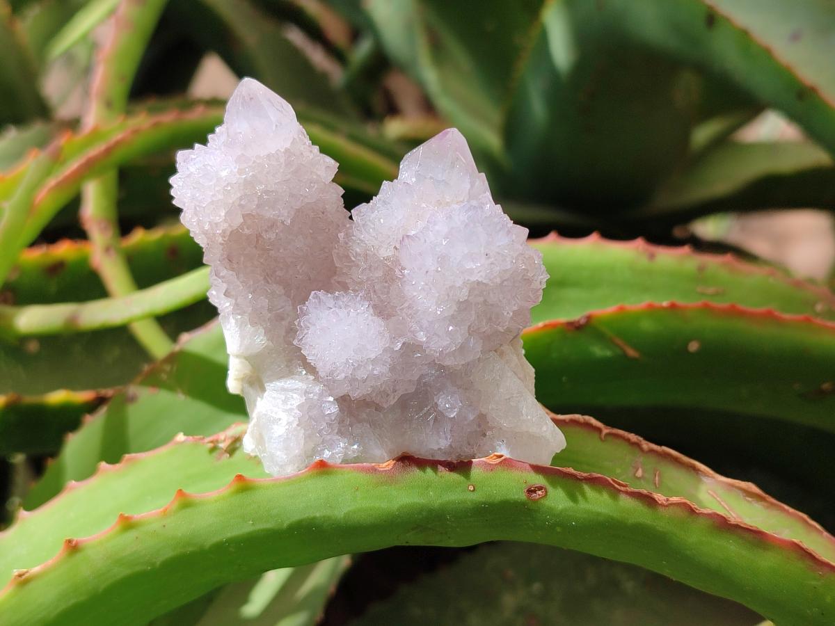 Natural Amethyst Spirit Clusters x 12 From Boekenhouthoek, South Africa