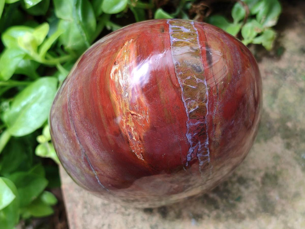 Polished Large Red Podocarpus Petrified Wood Standing Free Form x 1 From Mahajanga, Madagascar