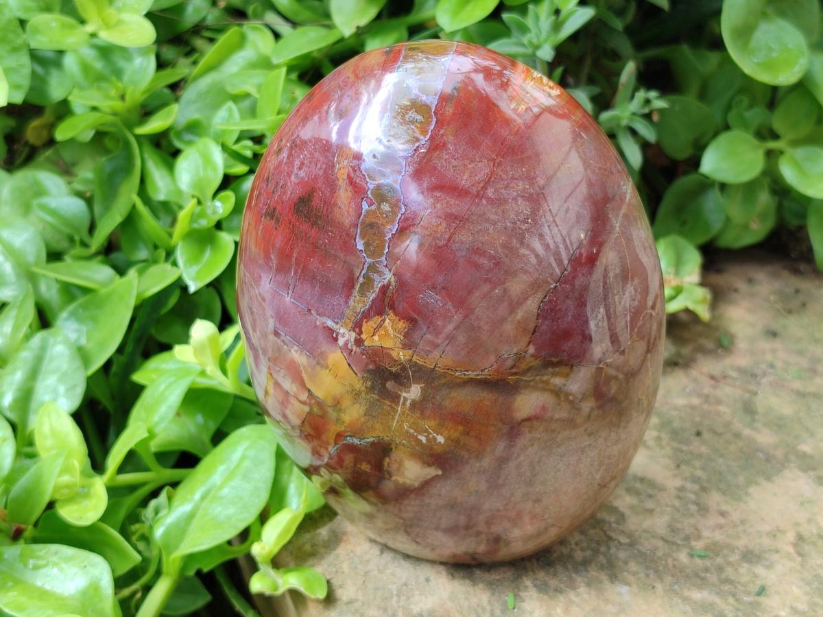 Polished Large Red Podocarpus Petrified Wood Standing Free Form x 1 From Mahajanga, Madagascar