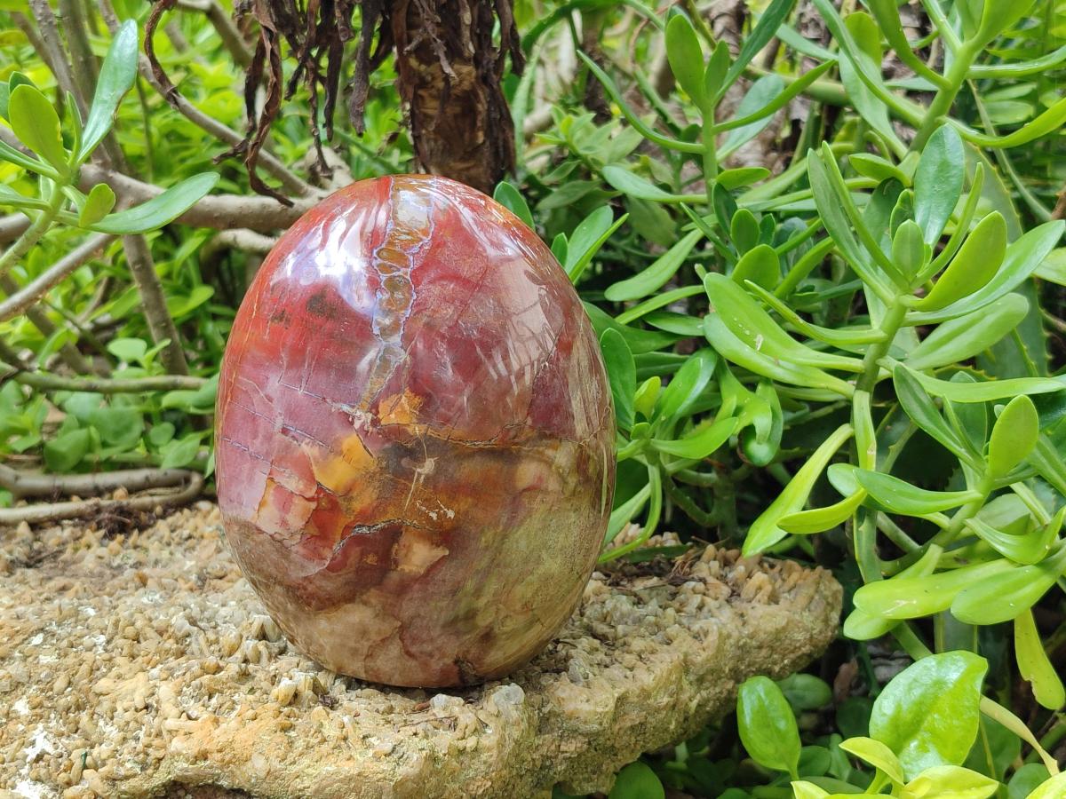 Polished Large Red Podocarpus Petrified Wood Standing Free Form x 1 From Mahajanga, Madagascar