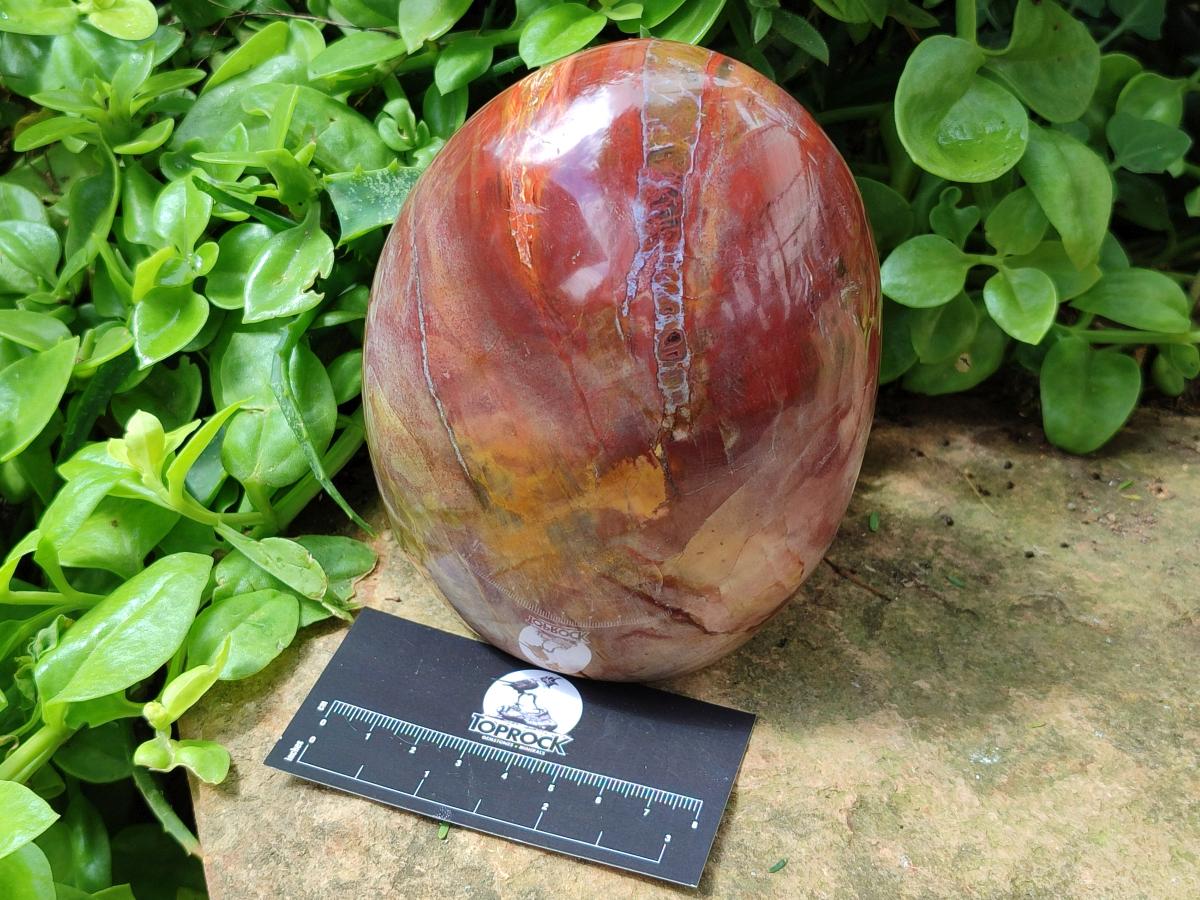 Polished Large Red Podocarpus Petrified Wood Standing Free Form x 1 From Mahajanga, Madagascar