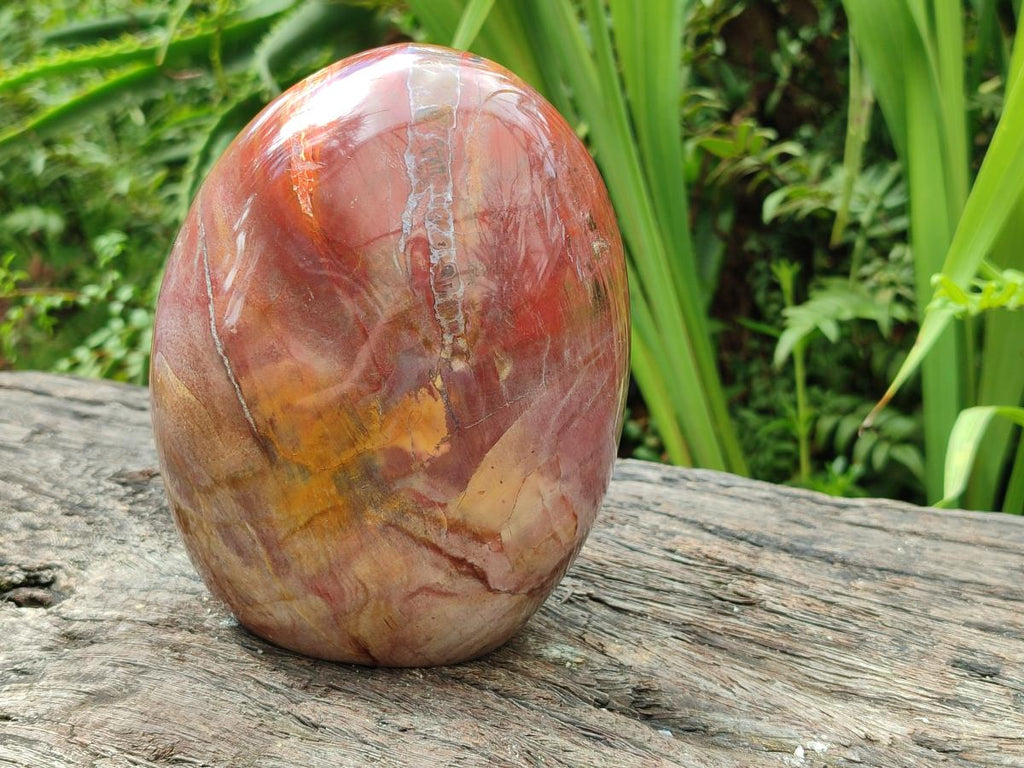 Polished Large Red Podocarpus Petrified Wood Standing Free Form x 1 From Mahajanga, Madagascar