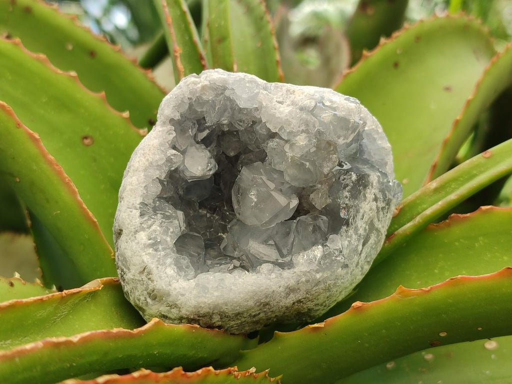 Natural Blue Celestite Specimens x 6 From Sakoany, Madagascar