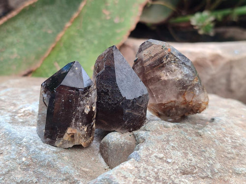 Natural Morion Smokey Quartz Crystals x 20 From Zomba Plateau, Malawi