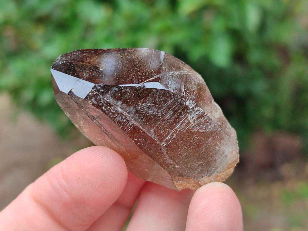Natural Morion Smokey Quartz Crystals x 20 From Zomba Plateau, Malawi