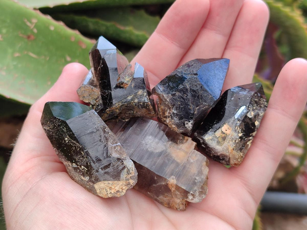 Natural Morion Smokey Quartz Crystals x 20 From Zomba Plateau, Malawi