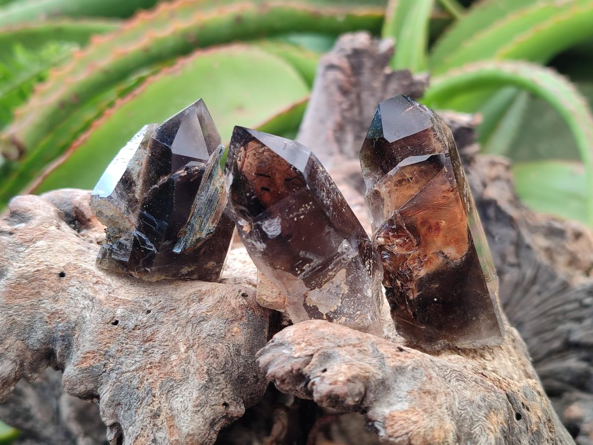 Natural Morion Smokey Quartz Crystals x 20 From Zomba Plateau, Malawi