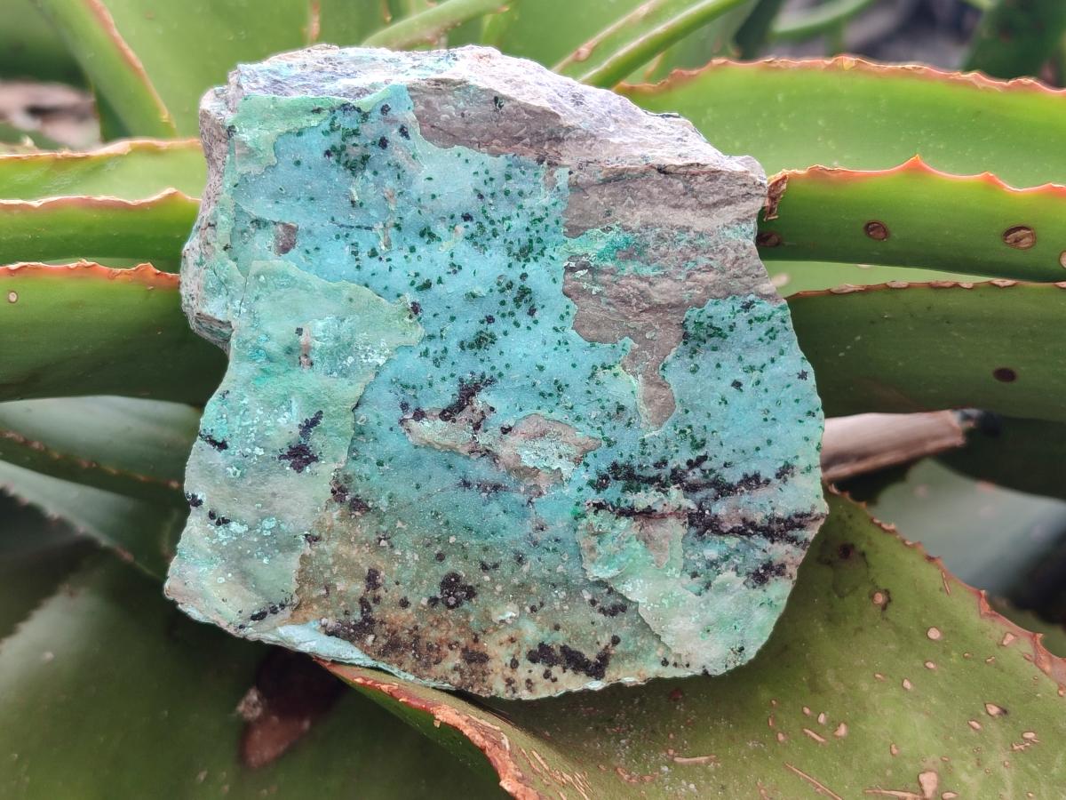 Natural Drusy Coated Chrysocolla with Malachite Specimens x 4 From Lupoto Mine, Congo