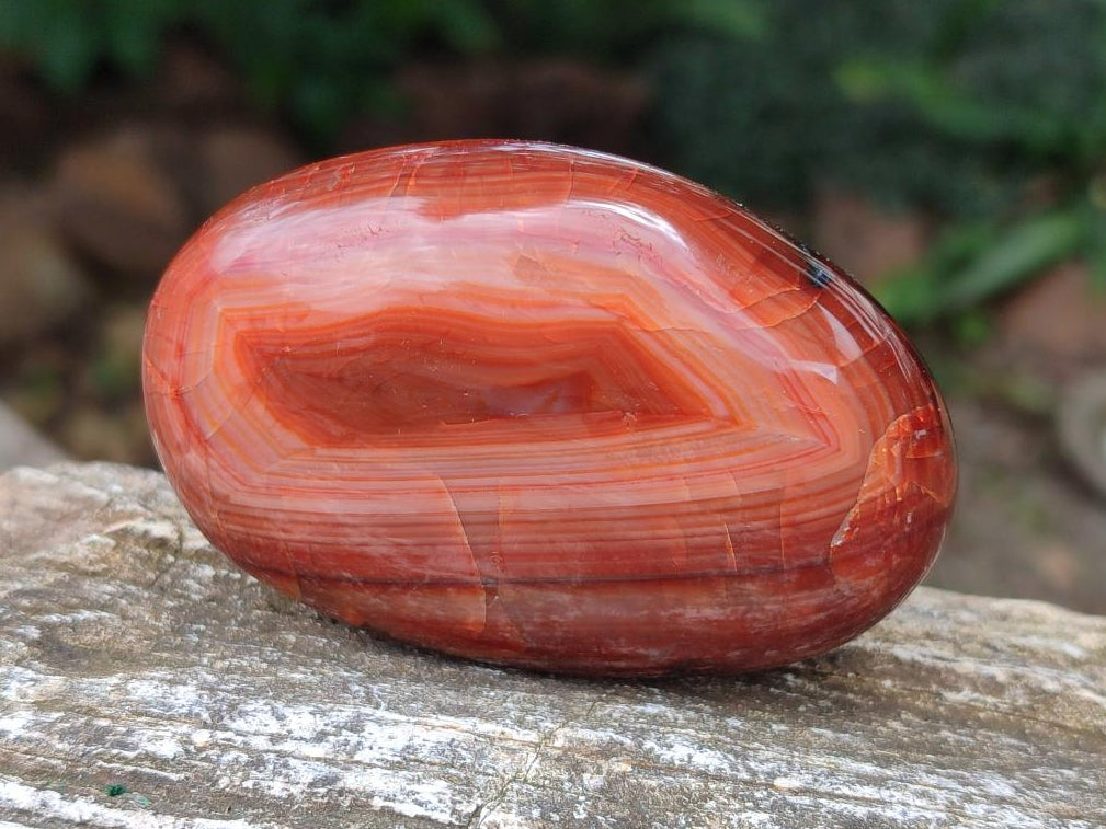 Polished Carnelian Agate Gemstone Galets x 12 From Madagascar