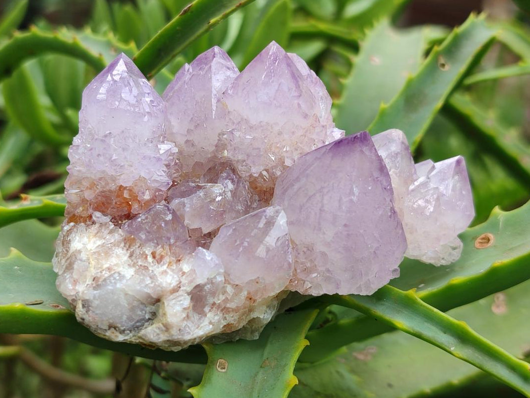 Natural Amethyst Spirit Clusters x 6 From Boekenhouthoek, South Africa
