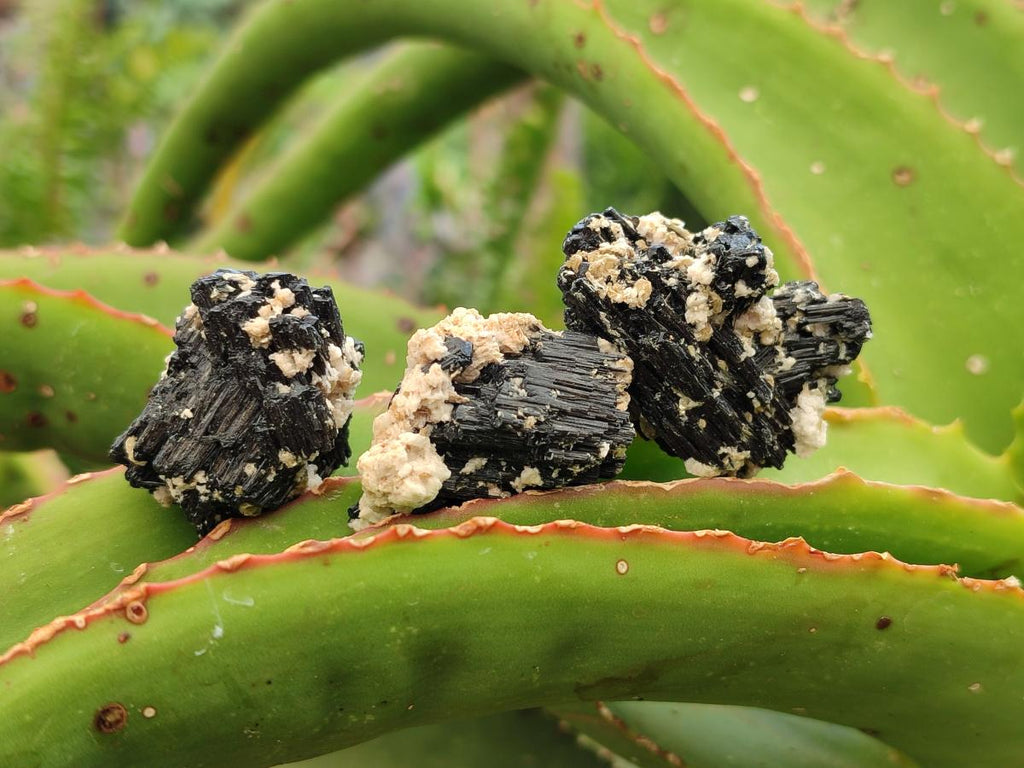 Natural Schorl Black Tourmaline with Vermiculite Specimens x 70 From Erongo, Namibia