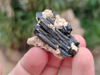 Natural Schorl Black Tourmaline with Vermiculite Specimens x 70 From Erongo, Namibia