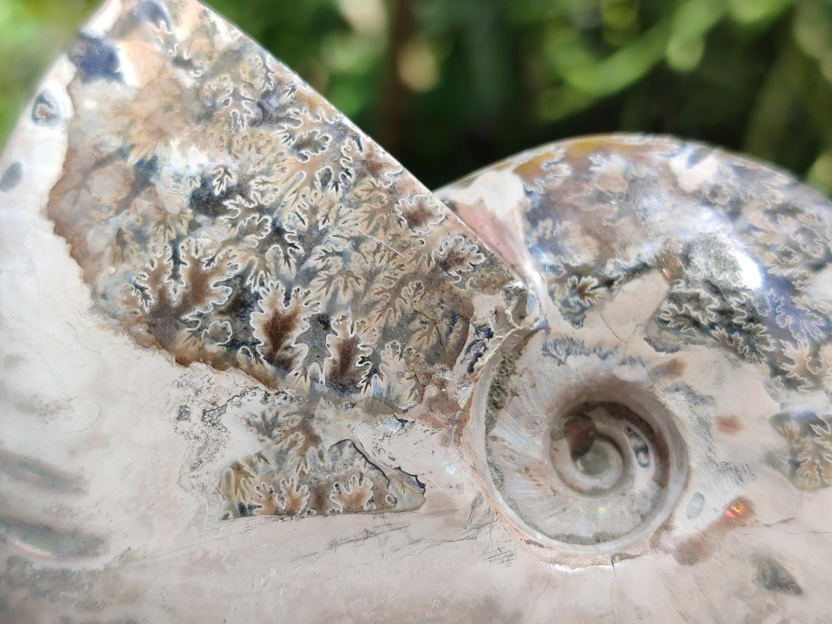 Polished Cleoniceras Ammonite Fossils x 2 From Tulear, Madagascar