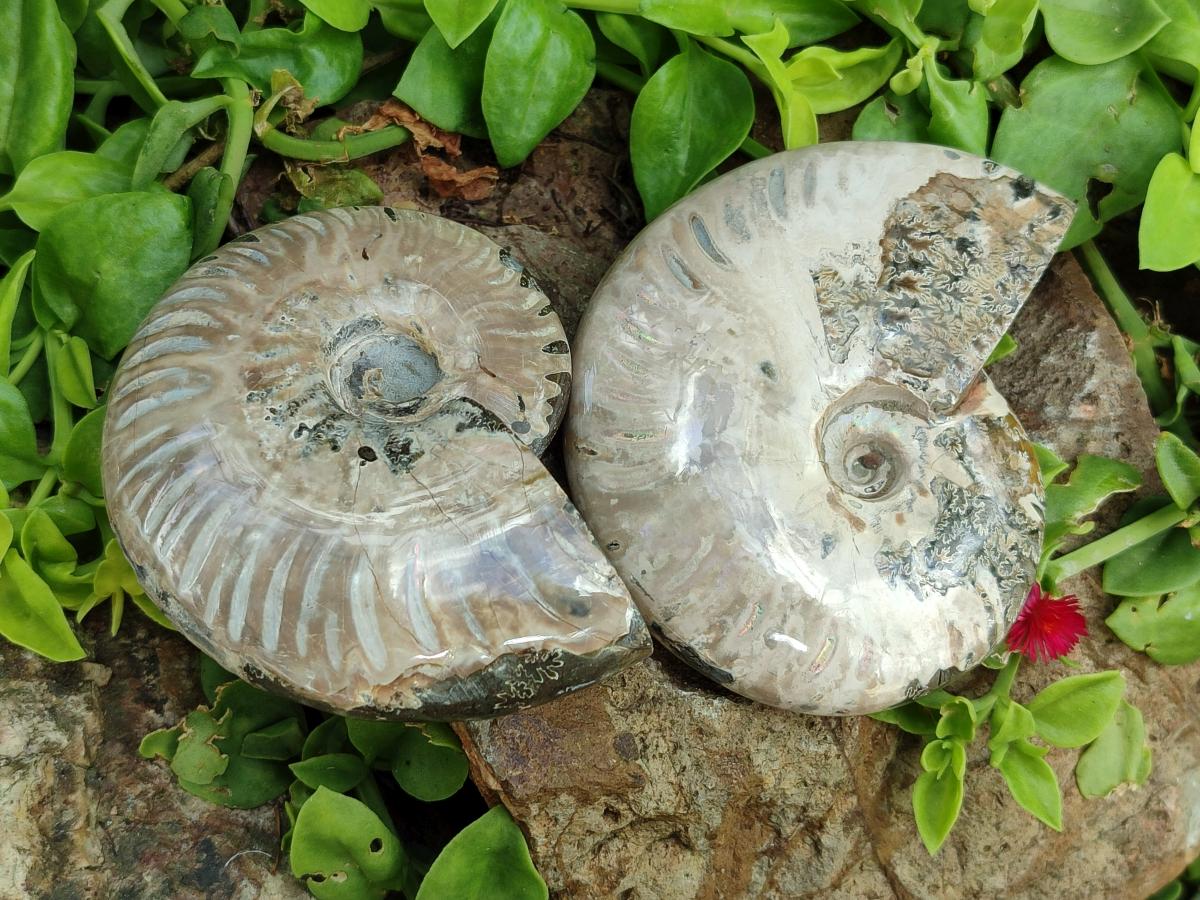 Polished Cleoniceras Ammonite Fossils x 2 From Tulear, Madagascar