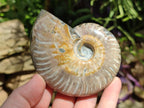 Polished Cleoniceras Ammonite Fossils x 2 From Tulear, Madagascar